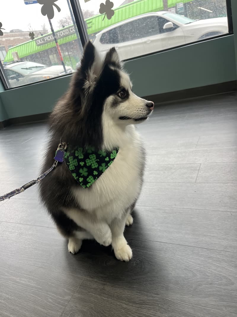 A black-and-white Pomsky in a green bandana on the wooden floor of the salon, street visible through the window