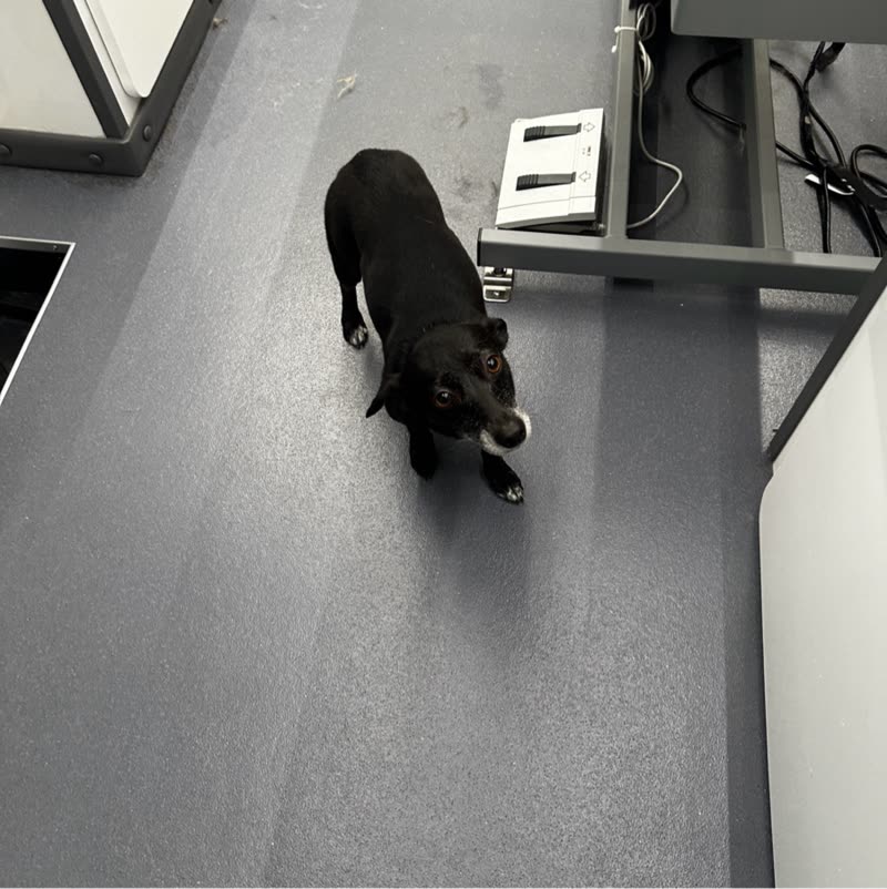 A small black dog walking across the floor of the mobile grooming van, shot from above