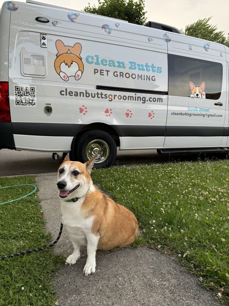A corgi sitting on the grass beside the Clean Butts mobile grooming van