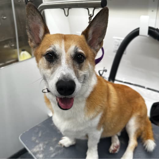 A corgi standing on a grooming table inside the van with grooming equipment behind