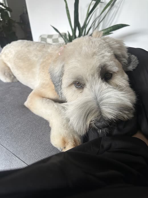 A cream schnauzer-type dog with a freshly clipped face resting in someone's lap