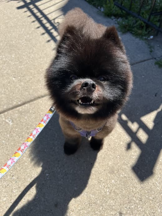 A fluffy black-and-tan Pomeranian on a lead on sunlit pavement after a groom