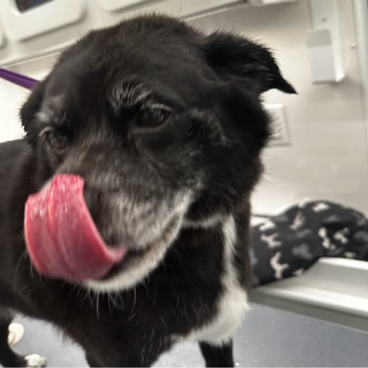 Close-up of a black dog with its tongue out on a grooming table