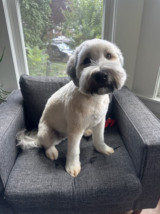 A freshly groomed grey-and-white terrier sitting on an armchair by a window